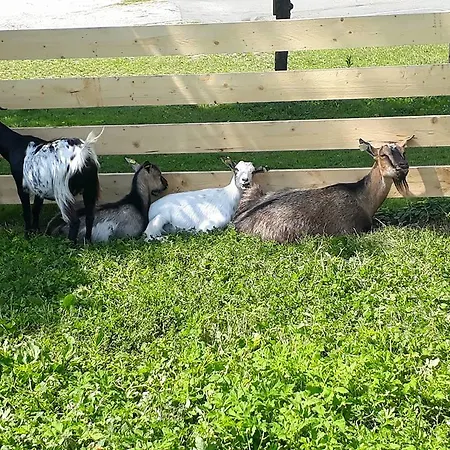 Urlaub Am Malerhof Bauernhof